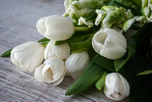 Tải ảnh hoa sinh nhật đẹp: Tulip trắng là hình ảnh đại diện cho sự thuần khiết và tượng trưng cho vẻ đẹp quý phái.