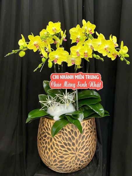 Lan Hồ Điệp: Chậu Lan Hồ Điệp Tinh Túy - LHĐ204 | Flosa
