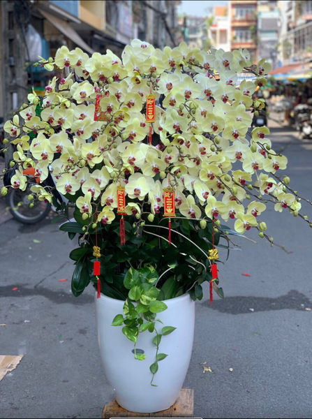 Lan Hồ Điệp: Chậu Hoa Lan Hồ Điệp Vàng Lưỡi Đỏ - LHĐ77