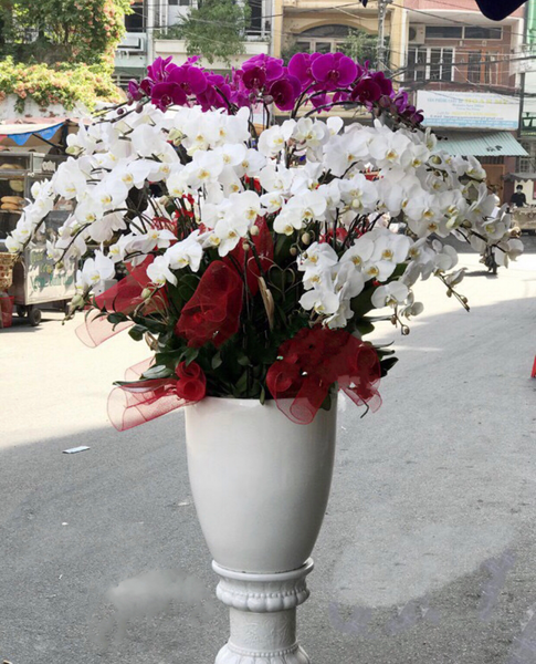 Lan Hồ Điệp: Chậu Hoa Lan Hồ Điệp Xoay Tròn - LHĐ71