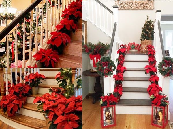 Gợi ý cách trang trí noel với hoa trạng nguyên trong nhà