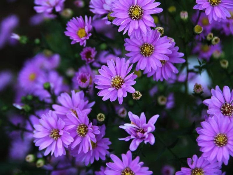 Hoa thạch thảo (cúc cánh mối) — Aster