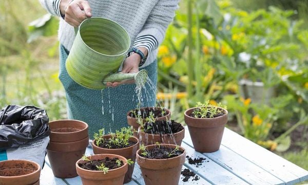 Tưới một lượng nước vừa phải cho cây, tránh tưới trực tiếp lên hoa