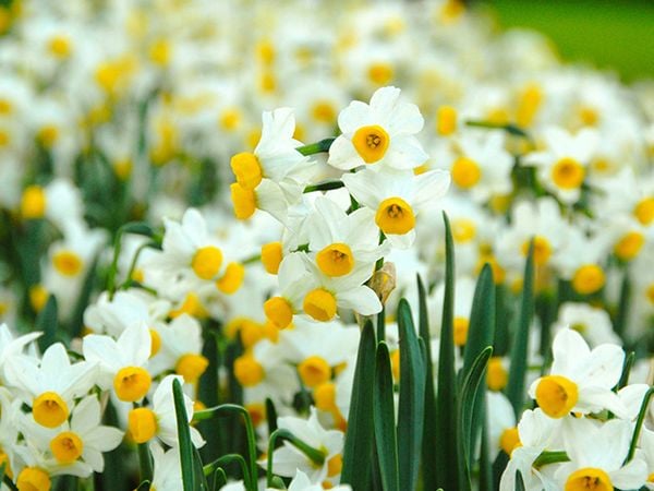 Hoa thuỷ tiên tặng người yêu