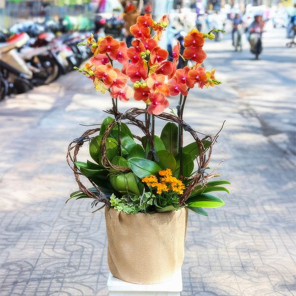 Hoa lan hồ điệp cam cực kỳ quý hiếm và khó tìm.