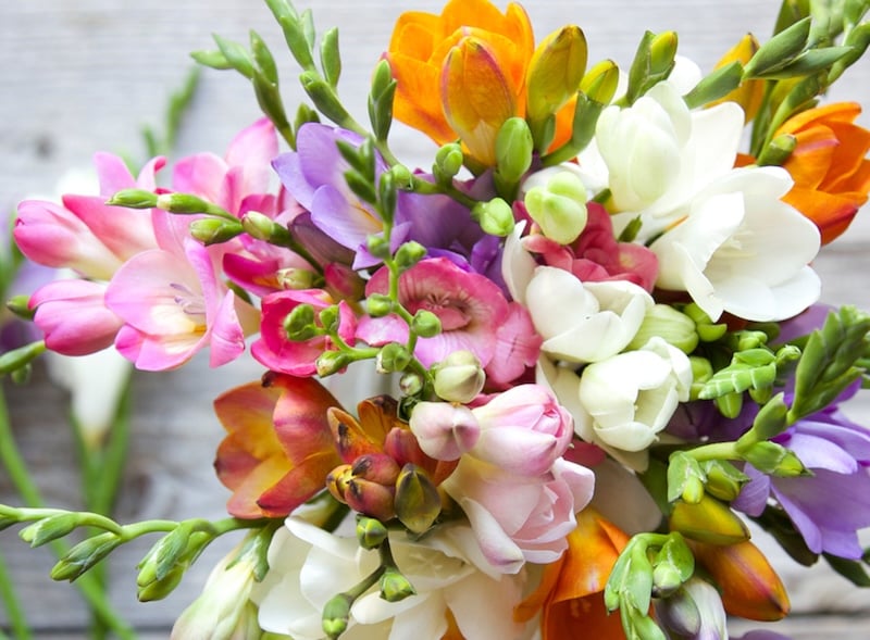 Hoa Freesia mang ý nghĩa tượng trưng cho sự ngây thơ và tin tưởng