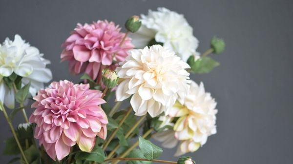 Hoa thược dược cũng có các gam màu pastel dành cho người yêu các sắc độ nhẹ nhàng tinh tế nữa đấy.
