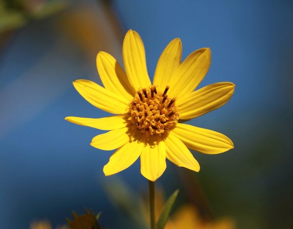 Hoa hướng dương Schweinitz (Helianthus Schweinitzii)