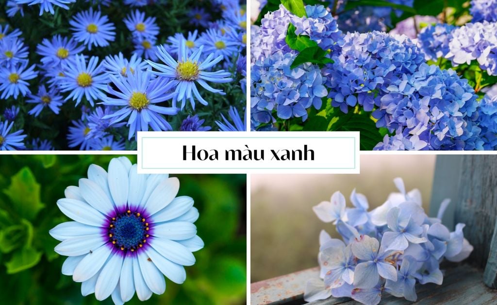 Hoa màu xanh