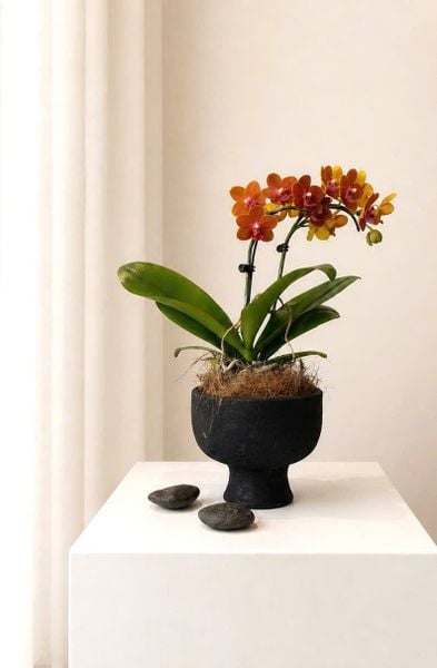 Lan Hồ Điệp: Chậu Lan Hồ Điệp Hổ Phách Phú Quý - LHD242