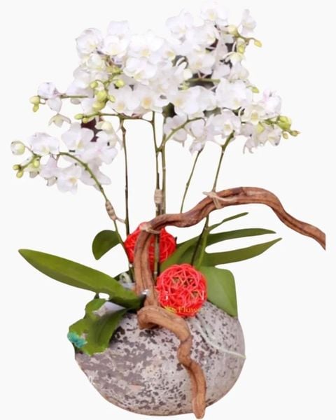 Lan Hồ Điệp: Chậu Hoa Lan Hồ Điệp Ánh Sáng Tương Lai - LHĐ11