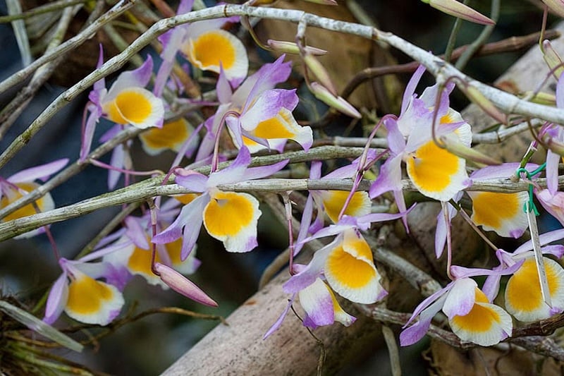 Mặt hoa Lan hoàng thảo ý thảo quý hiếm