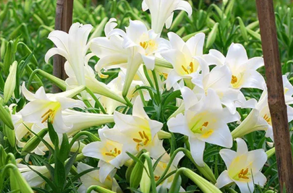 Hoa của loa kèn