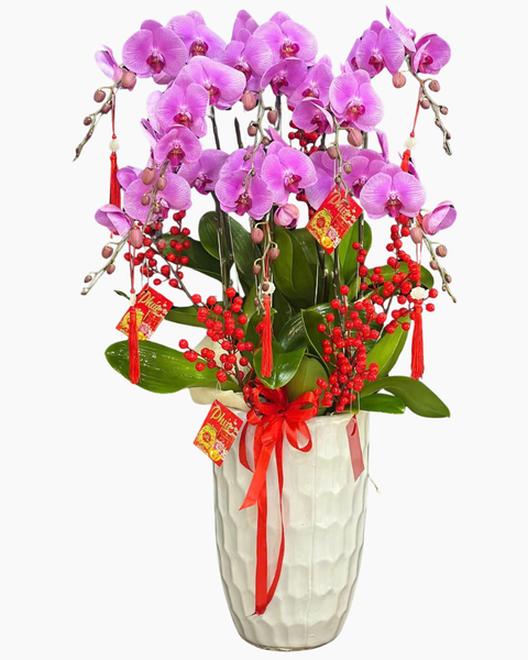 Lan Hồ Điệp: Chậu Lan Hồ Điệp Đắc Lộc - LHĐ188