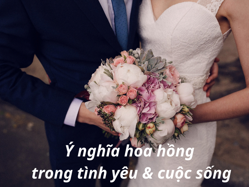 Hoa hồng — Rosa