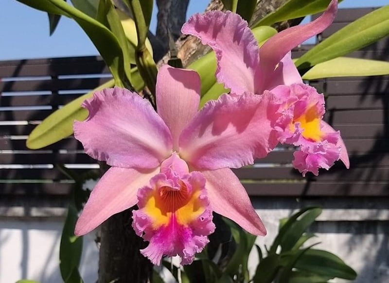 Sai lầm phổ biến nhất mà mọi người mắc phải với Cattleya là cung cấp quá ít ánh sáng và quá nhiều nước cho hoa