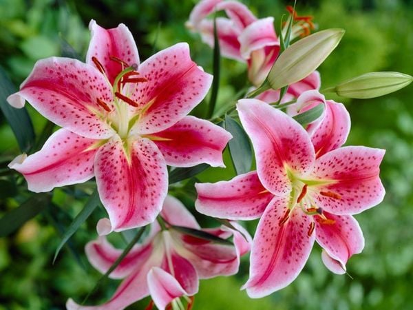 Nguồn gốc và đặc điểm của hoa ly hồng?