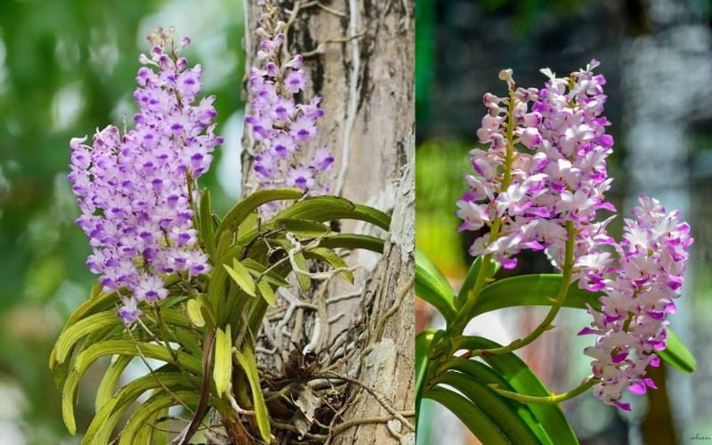 Pha dung dịch phân bón (1g/lít nước) để tưới cho Lan Hải Yến trong giai đoạn sinh trưởng