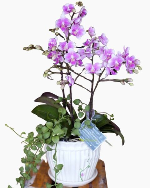 Lan Hồ Điệp: Chậu Hoa Lan Hồ Điệp Thuỷ Chung - LHĐ06