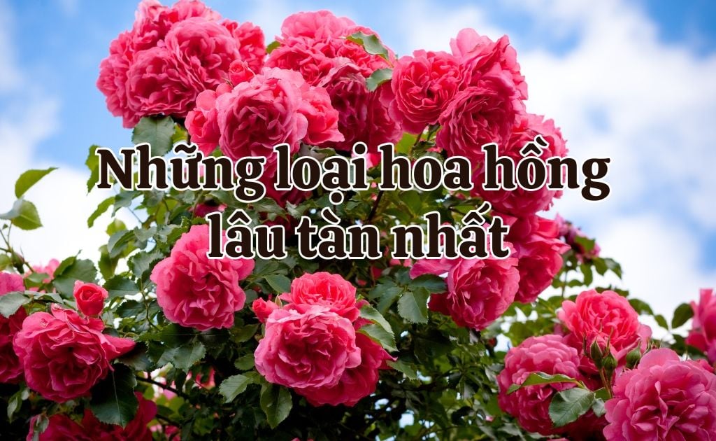 Top 15 loại hoa hồng lâu tàn nhất hiện nay, bền đẹp cả tuần