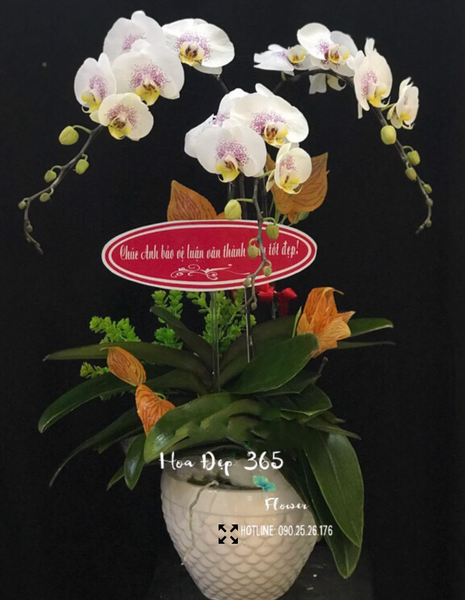 Chậu Lan Hồ Điệp