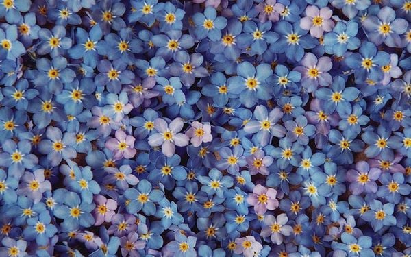 Đặc điểm hình thái nổi bật của hoa Lưu Ly (Forget Me Not) màu xanh tím
