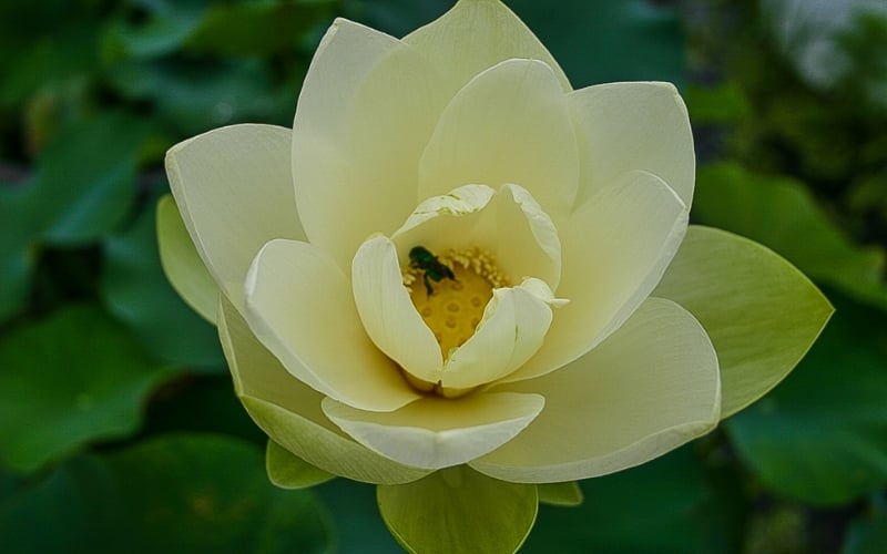 Kỹ thuật chăm sóc hoa sen