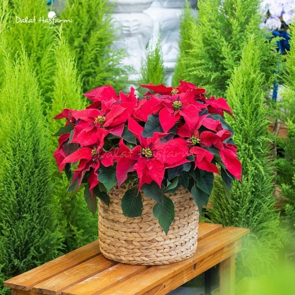 Giỏ hoa trạng nguyên trang trí noel