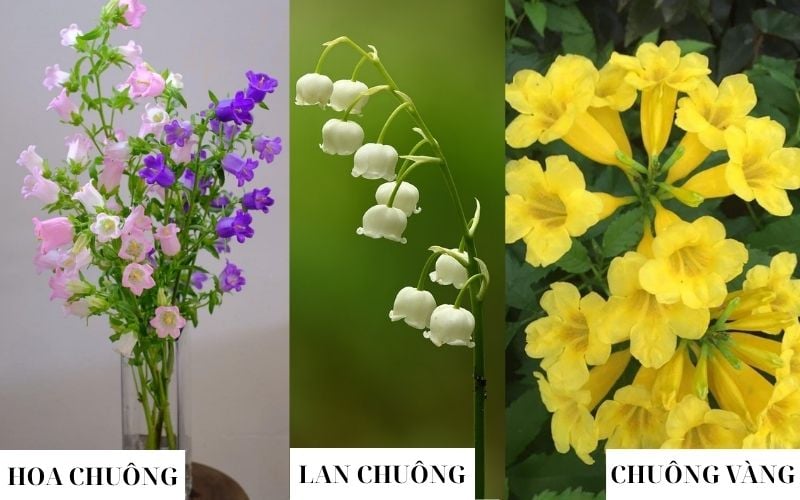 Các loại Hoa Chuông phổ biến và cách phân biệt với Hoa Lan Chuông
