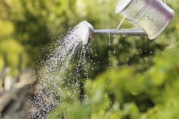 Tưới nước cho cây mỗi ngày.