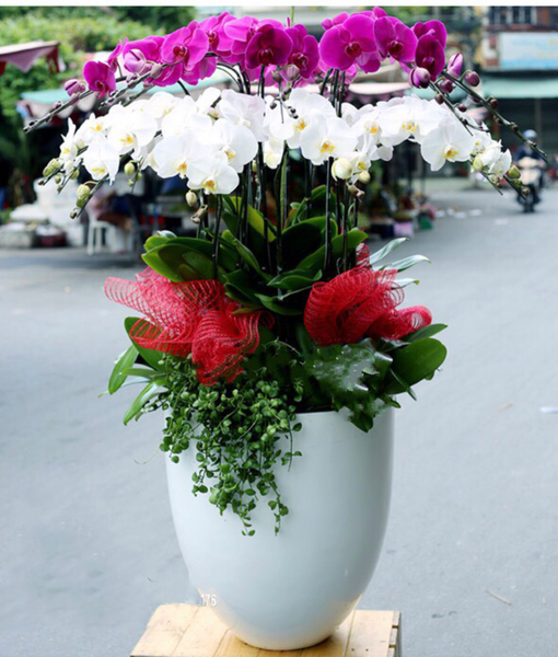 Lan Hồ Điệp: Chậu Hoa Lan Hồ Điệp Thành Công Rực Rỡ - LHĐ59