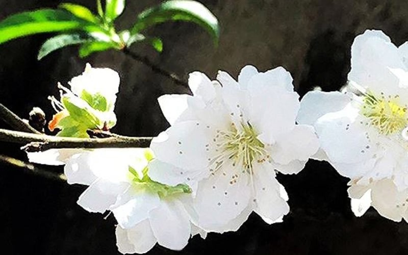 Bạch đào mang vẻ đẹp thuần khiết và cao quý