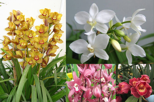 Các màu hoa địa lan ấn tượng