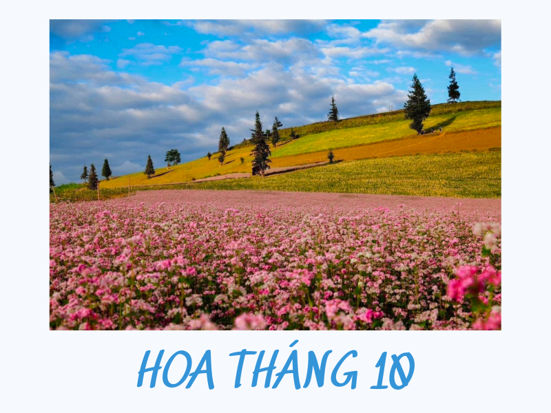 Hoa Tháng 10: Đua nhau nở rộ mọi miền đất nước 2026
