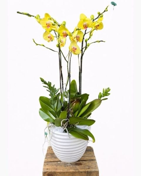 Lan hồ điệp vàng 3 cành là món quà ý nghĩa dành tặng bạn bè, đối tác