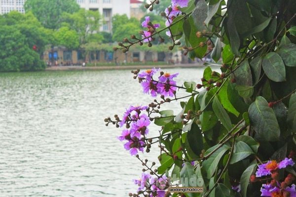 Ngắm hoa bằng lăng nở tím trời Hà Nội vào giữa tháng 5