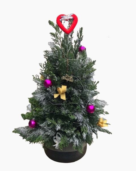 Hoa Giáng Sinh: Cây Thông Noel Balsam - HGS02 - Hoa Noel