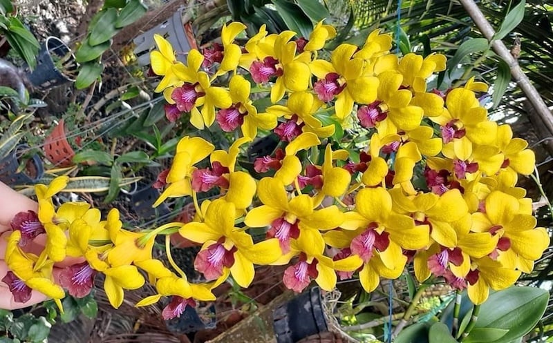 Dendro nắng vàng lưỡi đỏ độc đáo