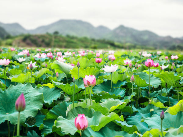biểu tượng hoa sen