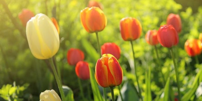 Hình nền hoa tulip cute