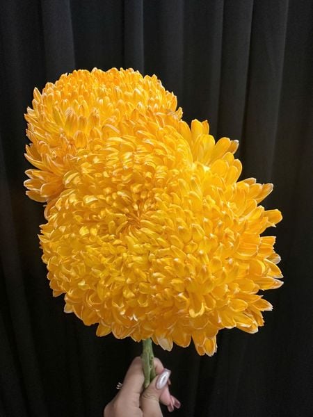 Hoa Cắt Cành: Hoa Cúc Mẫu Đơn - HCC10