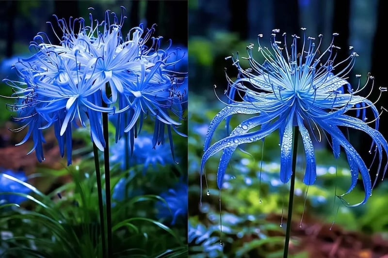 Hình ảnh ảnh hoa bỉ ngạn xanh - Lycoris sprengeri
