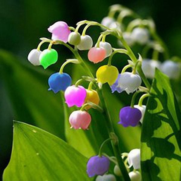 Nhìn mà xem! Vẻ đẹp của hoa linh lan ngũ sắc thật sự rất khó cưỡng.