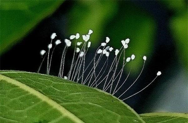 truyền thuyết hoa ưu đàm
