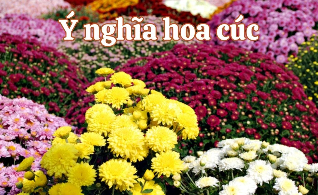 Ý nghĩa hoa cúc theo màu sắc, nguồn gốc đặc điểm và các loại bông cúc