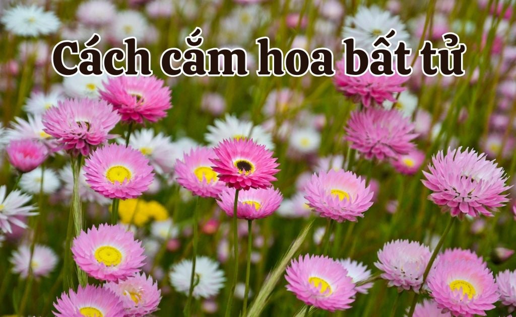 Cách cắm hoa bất tử tươi và khô bền đẹp, tươi lâu đơn giản nhất