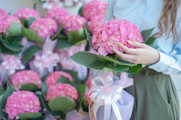 Hoa cẩm tú cầu nổi bật với vẻ đẹp yêu kiều và độc đáo