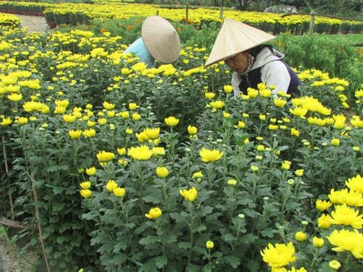 Vườn Hoa Cúc