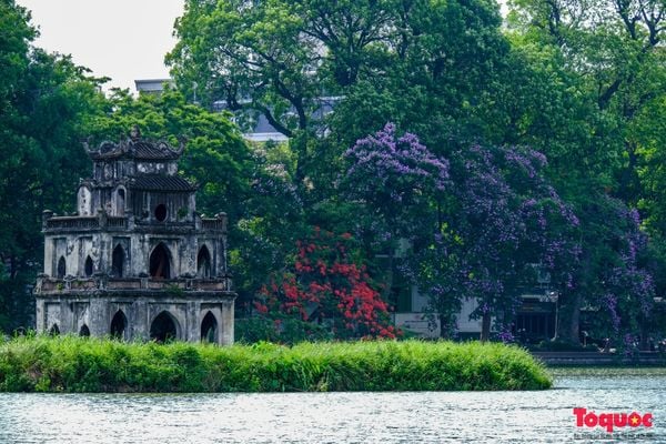 Ngắm hoa bằng lăng nở tím trời Hà Nội vào giữa tháng 5