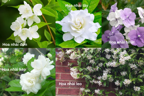 Đặc điểm của cây hoa nhài